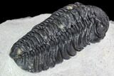 Detailed Austerops Trilobite - Ofaten, Morocco #110640-5